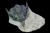 Minicryphaeus Trilobite - Tafraoute, Morocco #128988-1